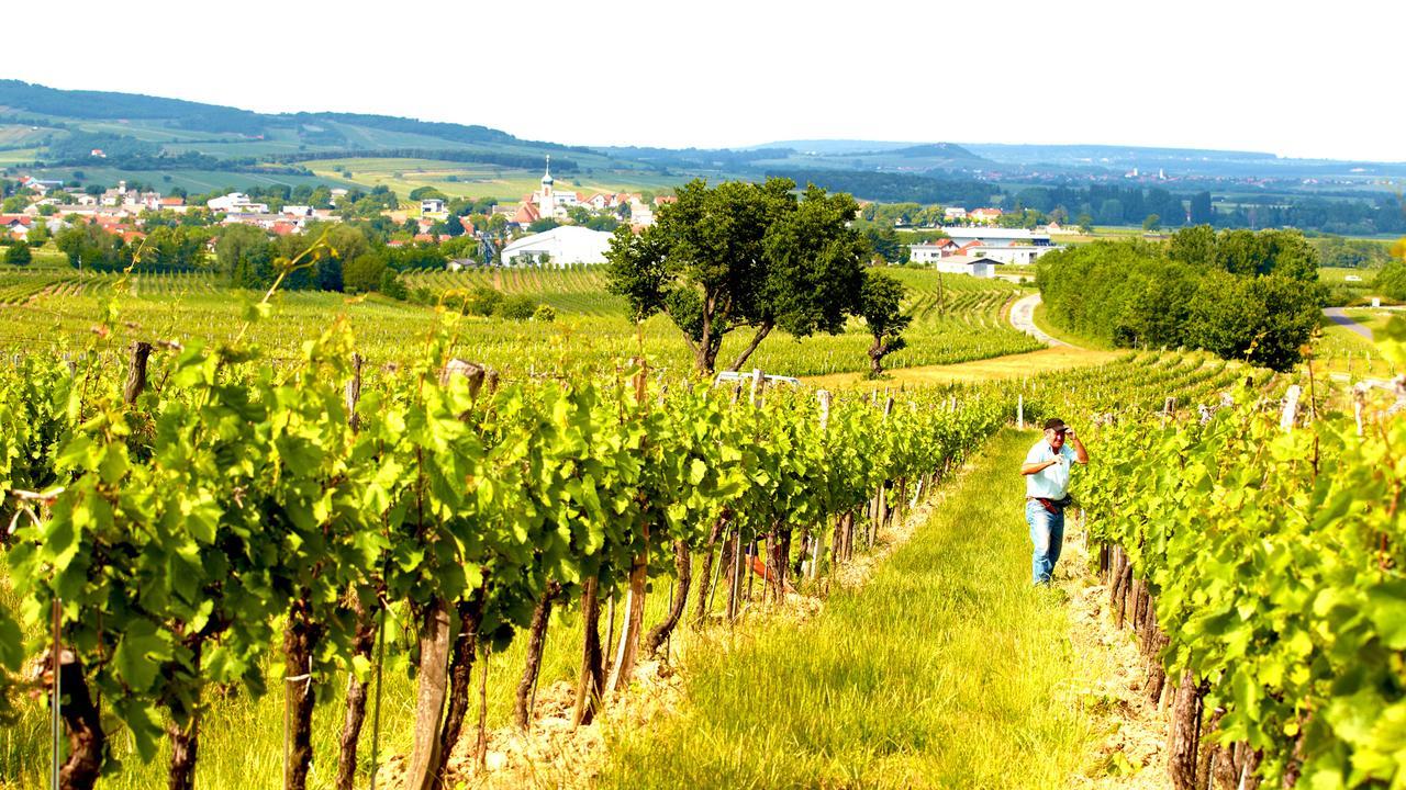 Iby-Lehrner Wein-Gut Und Wein-Traeumerei Horitschon المظهر الخارجي الصورة